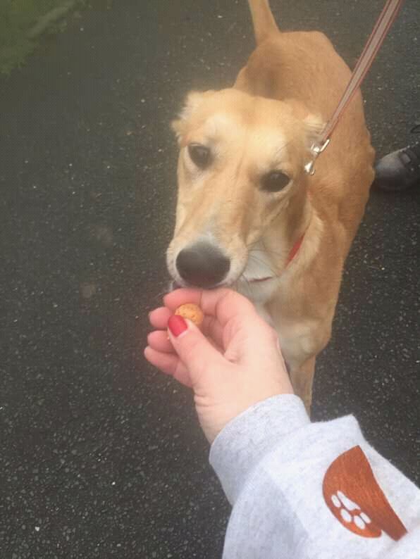 NWDogRescue's tweet photo. 💛Flora💛 is a new kid on the block. She'll be looking for a new home next year after we've fattened her up a bit https://t.co/bgGgqItAGP
