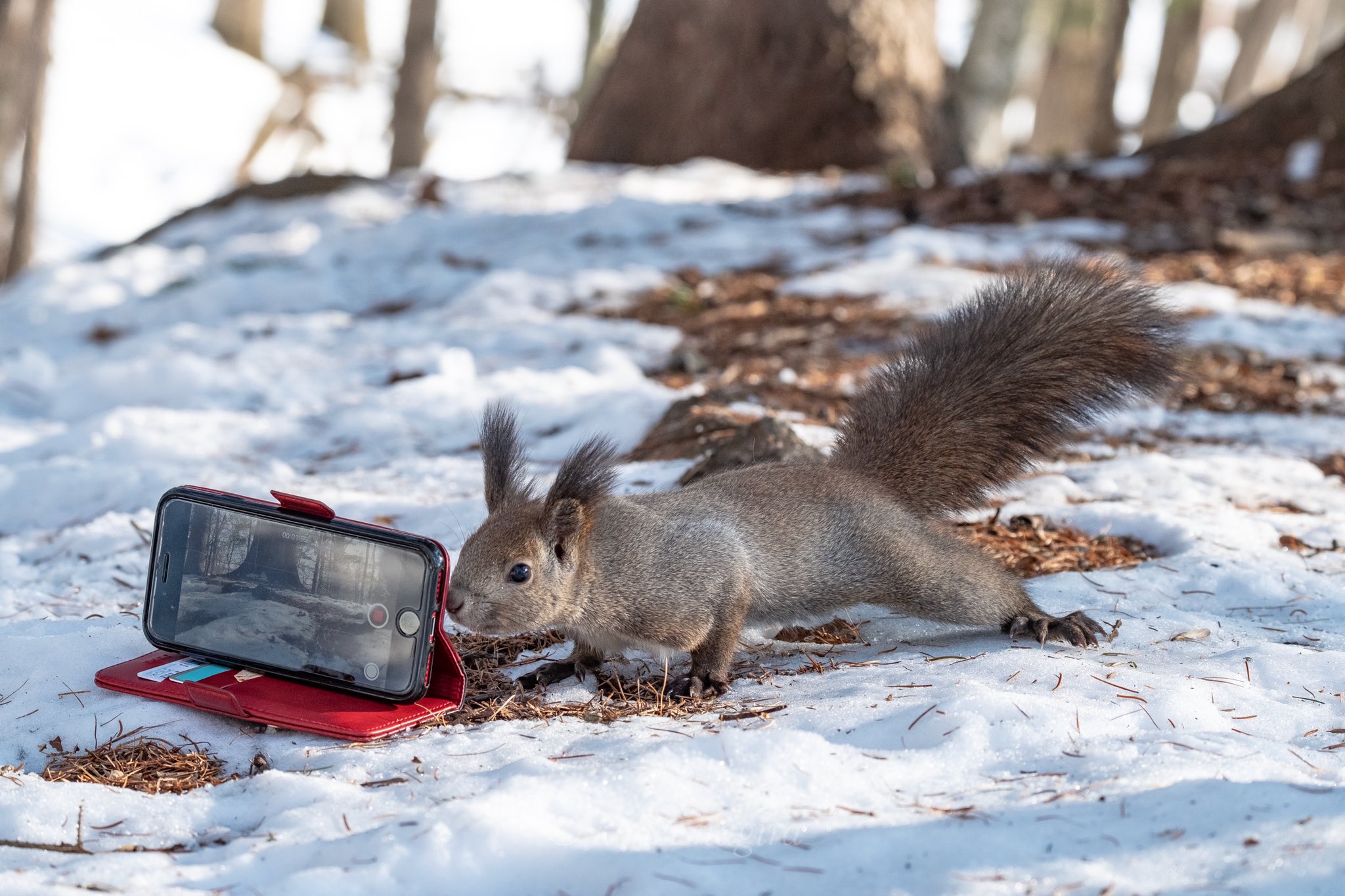 Kohei Nagira 柳楽 航平 Iphoneに興味津々なエゾリスさん でかい エゾリス 北海道が美しい T Co Dsuwk1rljs Twitter