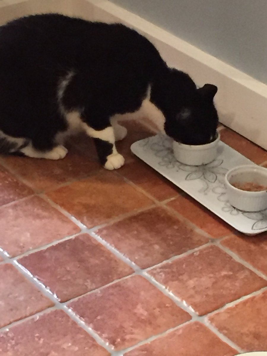 Catswhiskersuk's tweet photo. Jacks head deep in some breakfast and James is hiding #ShyLife 😋 https://t.co/qZNbfVM0uC