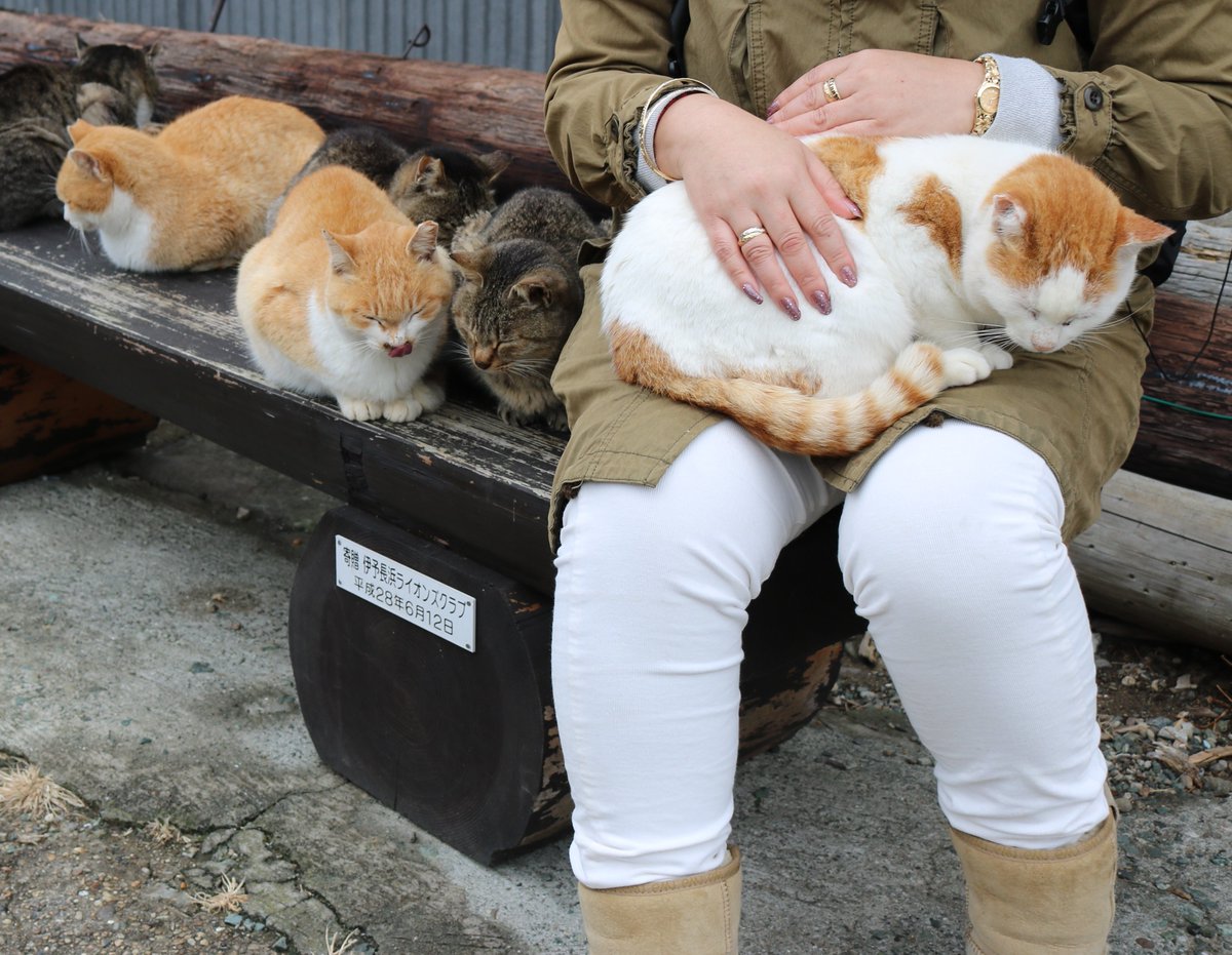 猫の島 青島 だっこ の順番待ち エサ場のベンチで女性が白茶猫を膝の上にのせています 白茶猫は気持ちよく寝ています キジ 猫と茶白猫が女性に だっこ してもらおうと順番を待っています 猫は人間の膝の上が大好きです 人間の膝の上はとても