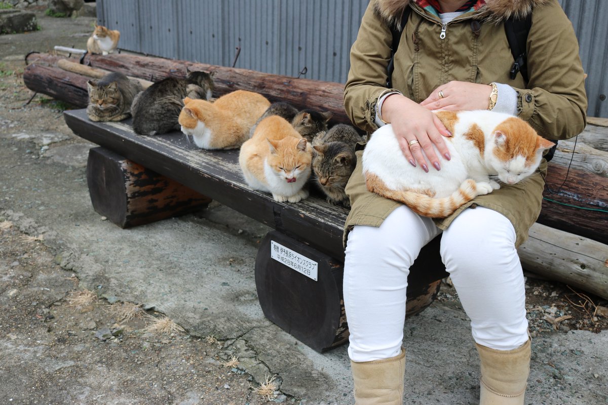 猫の島 青島 だっこ の順番待ち エサ場のベンチで女性が白茶猫を膝の上にのせています 白茶猫は気持ちよく寝ています キジ 猫と茶白猫が女性に だっこ してもらおうと順番を待っています 猫は人間の膝の上が大好きです 人間の膝の上はとても