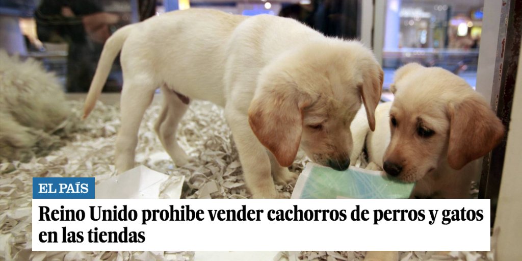 PartidoPACMA's tweet photo. ¡Una buena noticia para los animales de la que España debería tomar nota! 👏👏

🇬🇧 #ReinoUnido prohíbe la venta de cachorros de perros y gatos en las tiendas para frenar su abandono y promover la adopción. 🐶🐱

🗞️ Lee la noticia aquí: https://t.co/WaQn7I1Niy https://t.co/bhfUj7D8pw