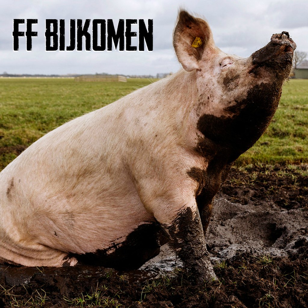 koopeenvarken's tweet photo. Nu de kerstdrukte voorbij is, kan je mooi even bijkomen tot het volgende feestje. Wat zijn jouw plannen voor de jaarwisseling? #ffbijkomen #feestdagen #jaarwisseling https://t.co/hyOL0de1ff