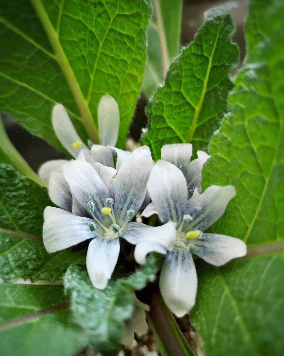 Niva なんと なんと マンドラゴラの花が咲いたよ O 嬉しい 可愛い薄紫色の花です 今日まで蕾がついていたことにも気づかなかった 難しいと思っていたので驚いて温室で奇声を発してしまった Mandragora Autumnalis マンドラゴラ アウ