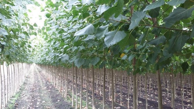 Propopulus_eu's tweet photo. #Poplar #plantations in #Europe are sustainably managed. Many of them have the @PEFC or @FSC certification attesting the respect of good #forestall practices, but not having the certificate does not imply unsustainable practices. https://t.co/rIbCcjBDSF https://t.co/BoLn4Qk8ip
