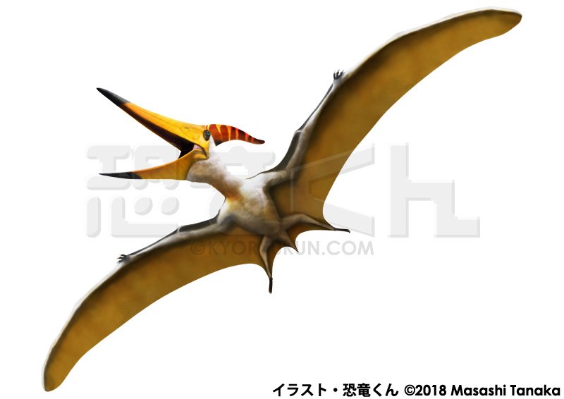 恐竜くん Dinoscience 恐竜科学博 開催中 ありがとうございます フリルの形状も複雑でかっこいいですよね