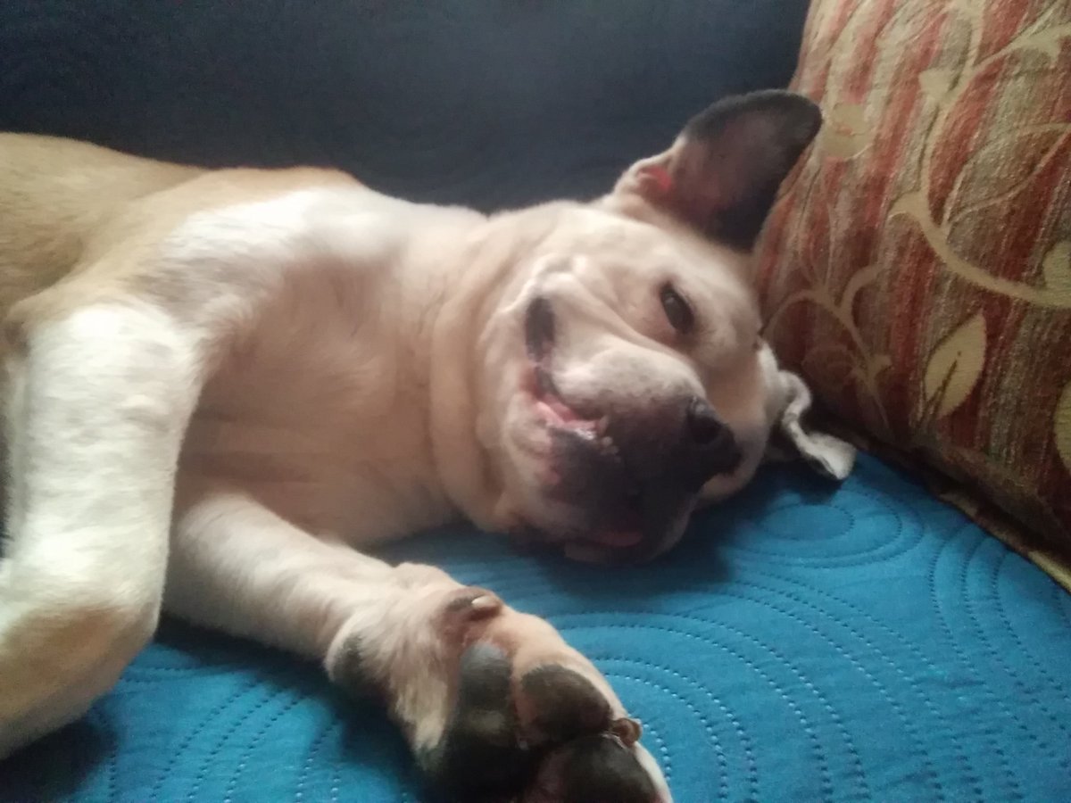 Opt to Adopt tweet media