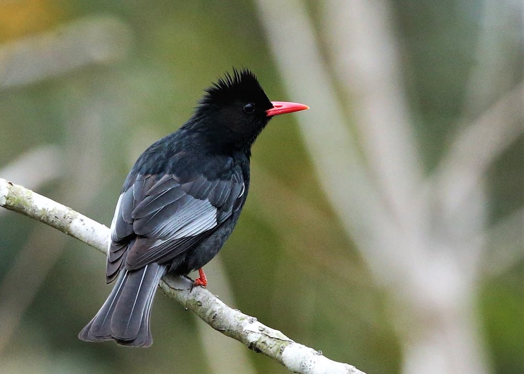 TaiwanBirding's tweet photo. A Taiwanese aboriginal #folktale tells how a tribe were saved by a bird bringing them hot embers (to start a fire). Here’s the sooty bird with fire-red feet and bill.
Black Bulbul. 紅嘴黑鵯 https://t.co/PXcP5qhdzP