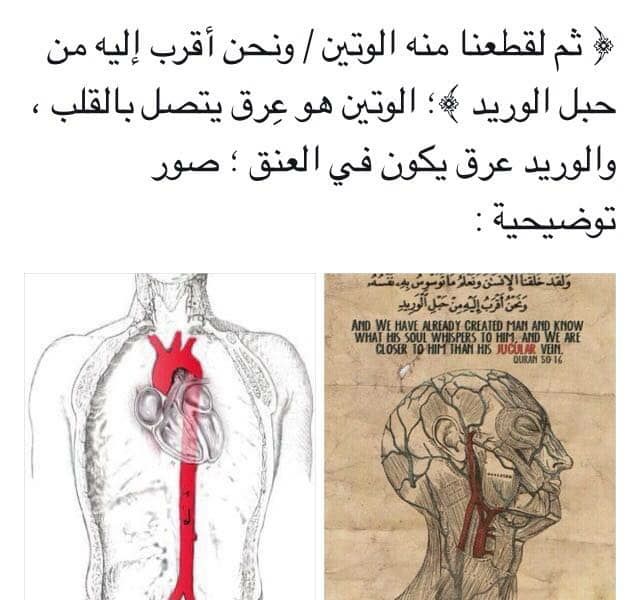 درر إسلامية Ar Twitter معنى الوتين و الوريد