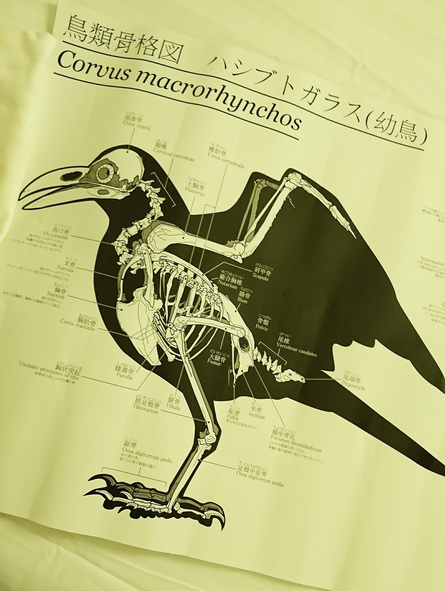 骨格標本　烏　カラス　接着固定　穴熊の肩甲骨