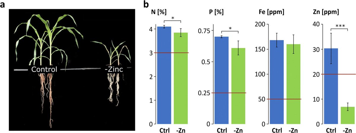 The transcriptome of zinc deficient maize roots and its relationship to DNA methylation loss (Mager et al., 2018): bit.ly/MaizeZincTrans… #plantsci #openaccess