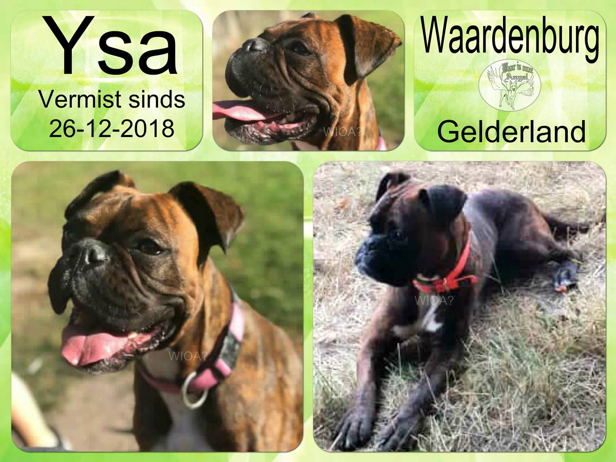 waarisonzeangel's tweet photo. Ysa #Vermist sinds 26-12-2018 te #Waardenburg #Gelderland #Nederland

https://t.co/O9LQcqu54k https://t.co/gZKwZGFc6g