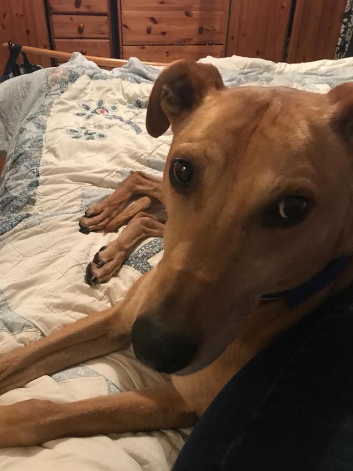 NWDogRescue's tweet photo. ❤MAXIMUS❤ has waited for so long for someone to notice him.
Could your retweet find the right person to offer him a home?  Foster or furever. 
Please  read the update on website
 https://t.co/BZVhvANbFX https://t.co/OsY4XD7Osu