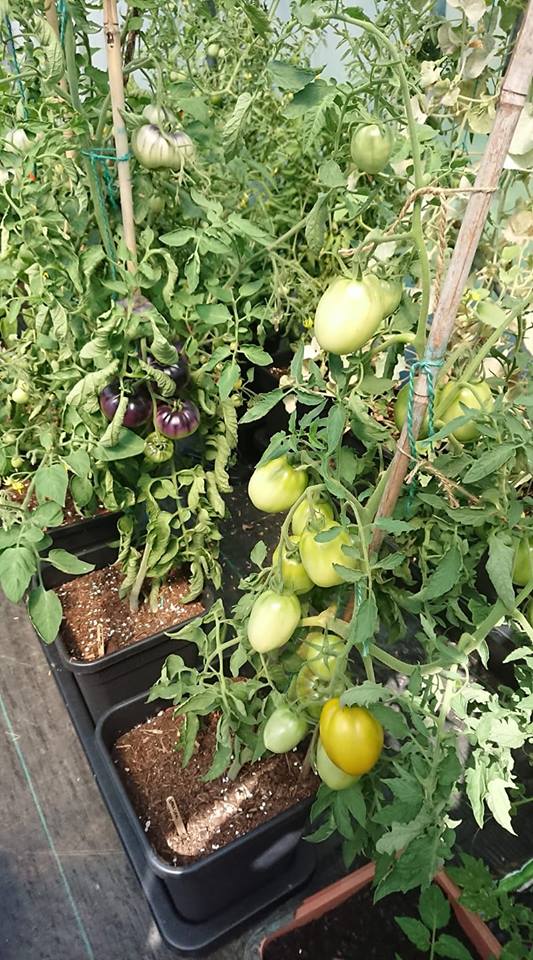 GardeningAngels's tweet photo. @Hugh_Cassidy It really was a #GoodYearForTomatoes for our #Quadgrow users! 🍅😍😇https://t.co/avPdIjmlAB https://t.co/5cVjpbExl3