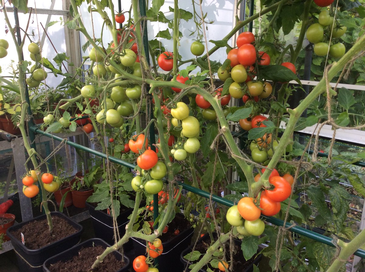 GardeningAngels's tweet photo. @Hugh_Cassidy It really was a #GoodYearForTomatoes for our #Quadgrow users! 🍅😍😇https://t.co/avPdIjmlAB https://t.co/5cVjpbExl3