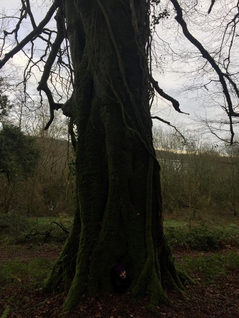 ferrisjay's tweet photo. First time I've ever got to hug a tree from the inside. I could even stand up in there ( and if you look very closely at the bottom of the pic you can see me emerging from my tree cave). https://t.co/M2DQnOi5nf