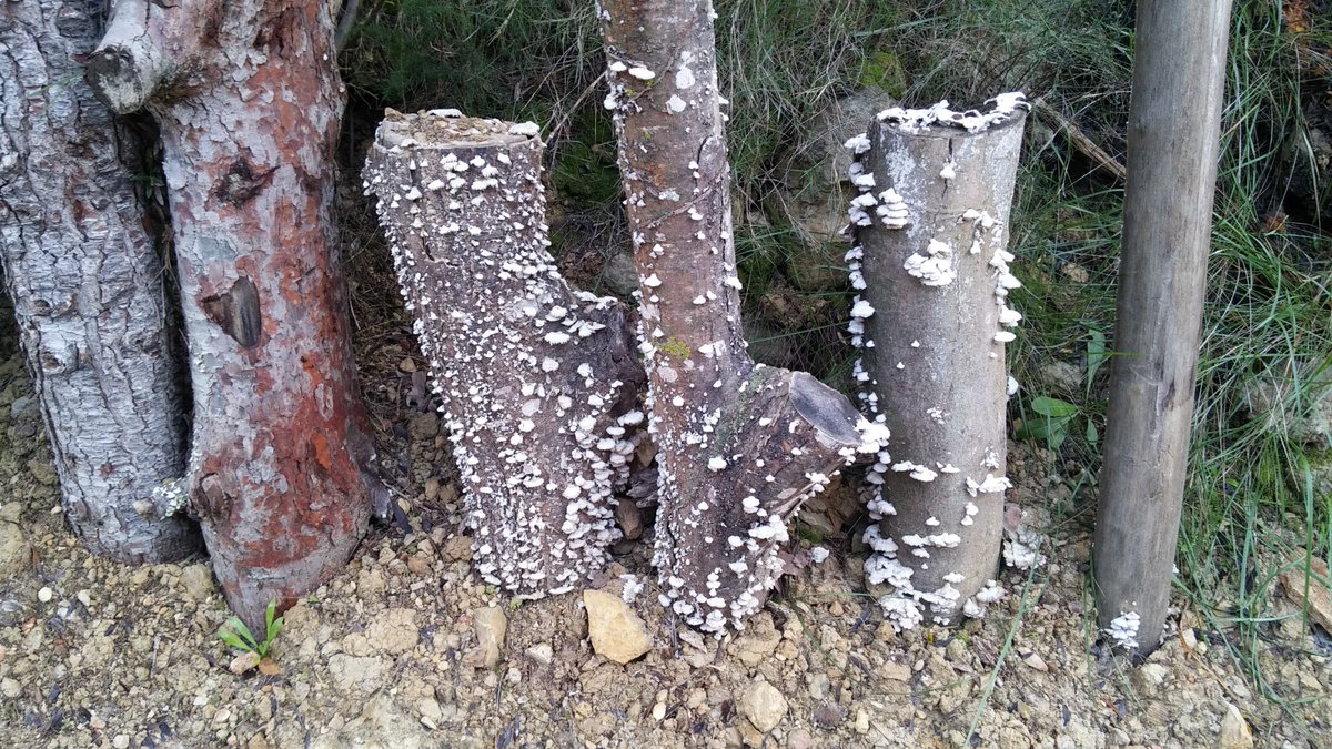neus_mv's tweet photo. SL-CV 81 Senda botànica per la Vall de la Murta 🍃 https://t.co/eddyX6zmkh