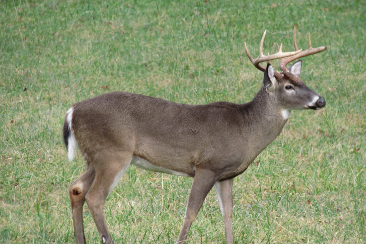 jimgarner3's tweet photo. A #tennessee giant #buck #deer #deerhunting #deerpics #hunting https://t.co/iEgiFZQtqq