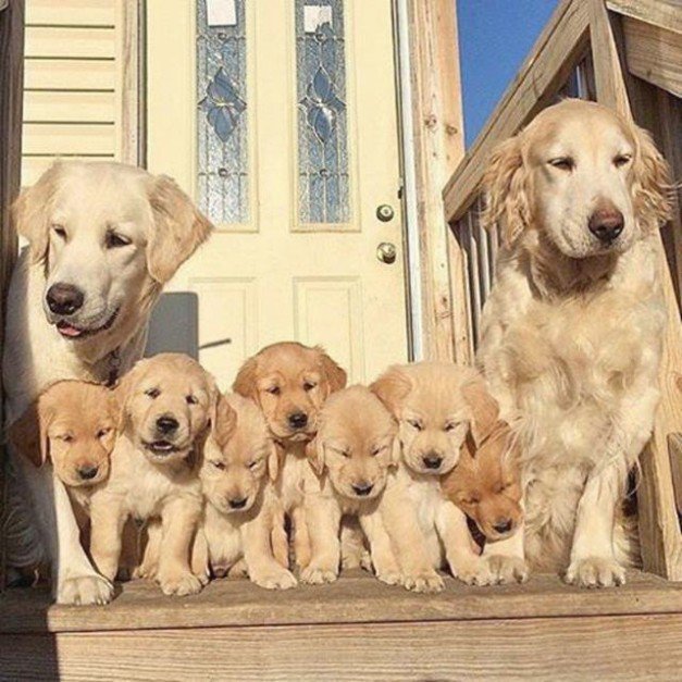 AmazingPups's tweet photo. Nothing is more important than family https://t.co/jJXTG3IBqY