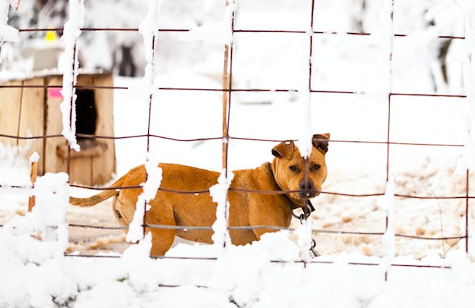 Give helpless animals the gift of warmth and safety this winter. From 12/23-12/30, @ebay shoppers can donate to the <a href="/ASPCA/">ASPCA</a> during checkout thanks to <a href="/eBay/">eBay</a>4CharityUS! ebay.to/1TeGgWn