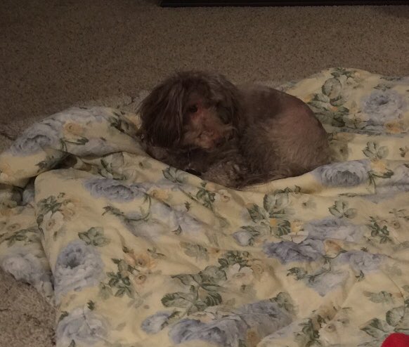 Ashdyn_Unique's tweet photo. Miss you Mocha 😭 https://t.co/NK1WMIq1hA
