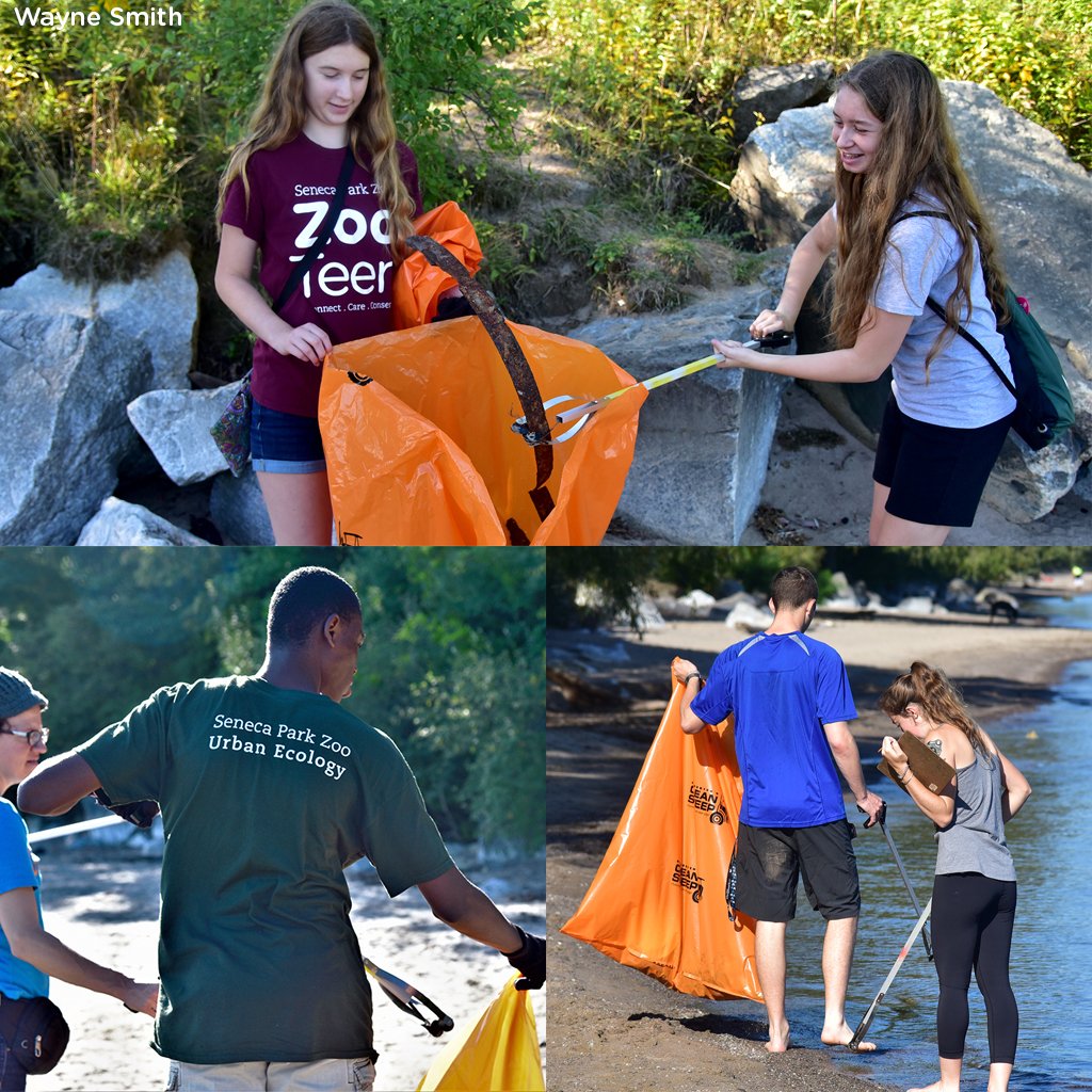 SenecaParkZoo's tweet photo. In 2018, we held 5 park clean-up events &amp; tracked the amount of litter we collected. Here are some #s:

- 892 Cigarettes &amp; Filters
- 220 Glass Bottles &amp; Fragments
- 171 Plastic Fragments
- 130 Plastic Food Wrappers &amp;Film

In total, we picked-up over 500 pounds of trash! https://t.co/sBd1Mrk2aY