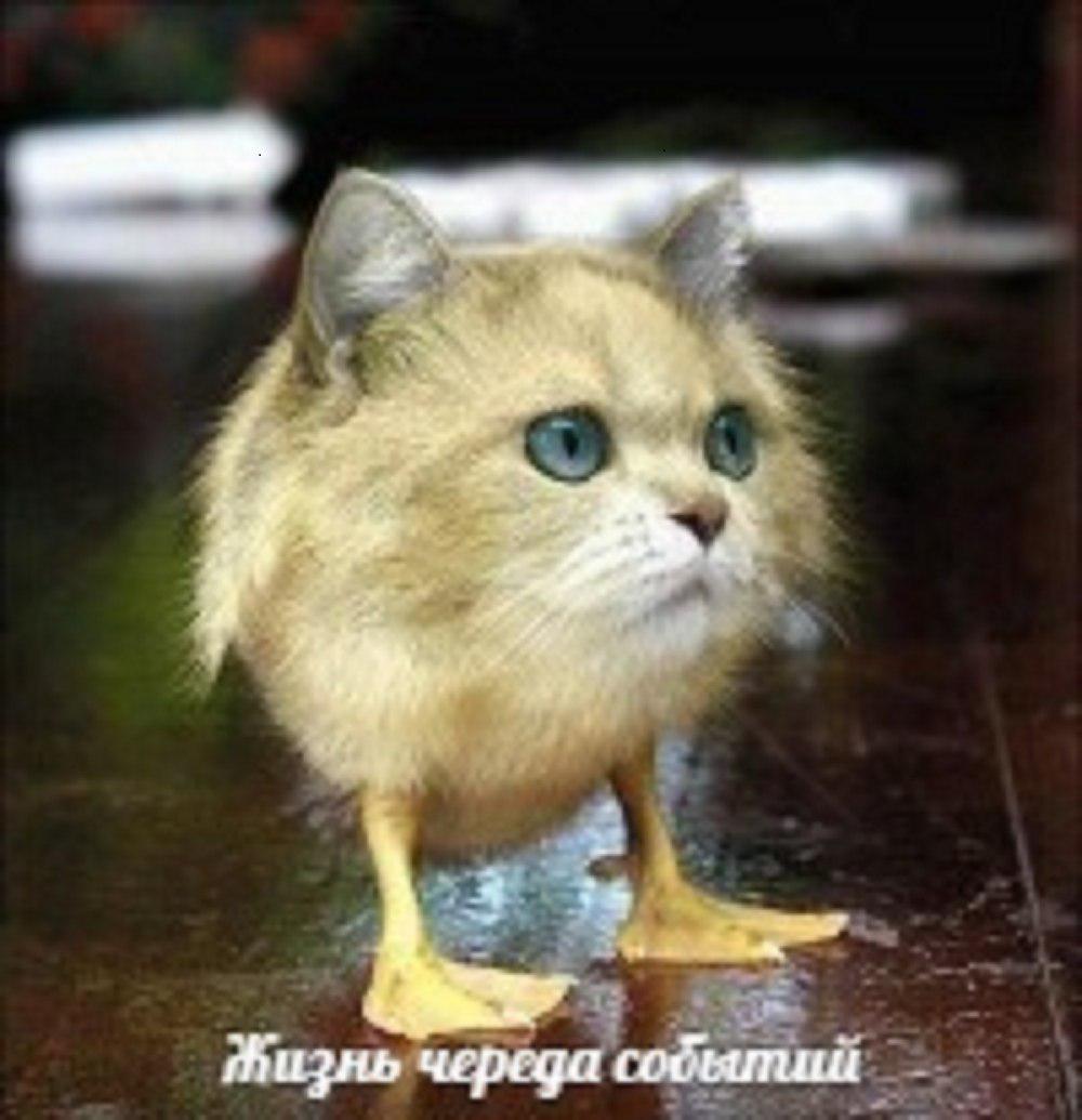 RussianMemesLtd's tweet photo. Life is a series of events https://t.co/iMcDngNa3H