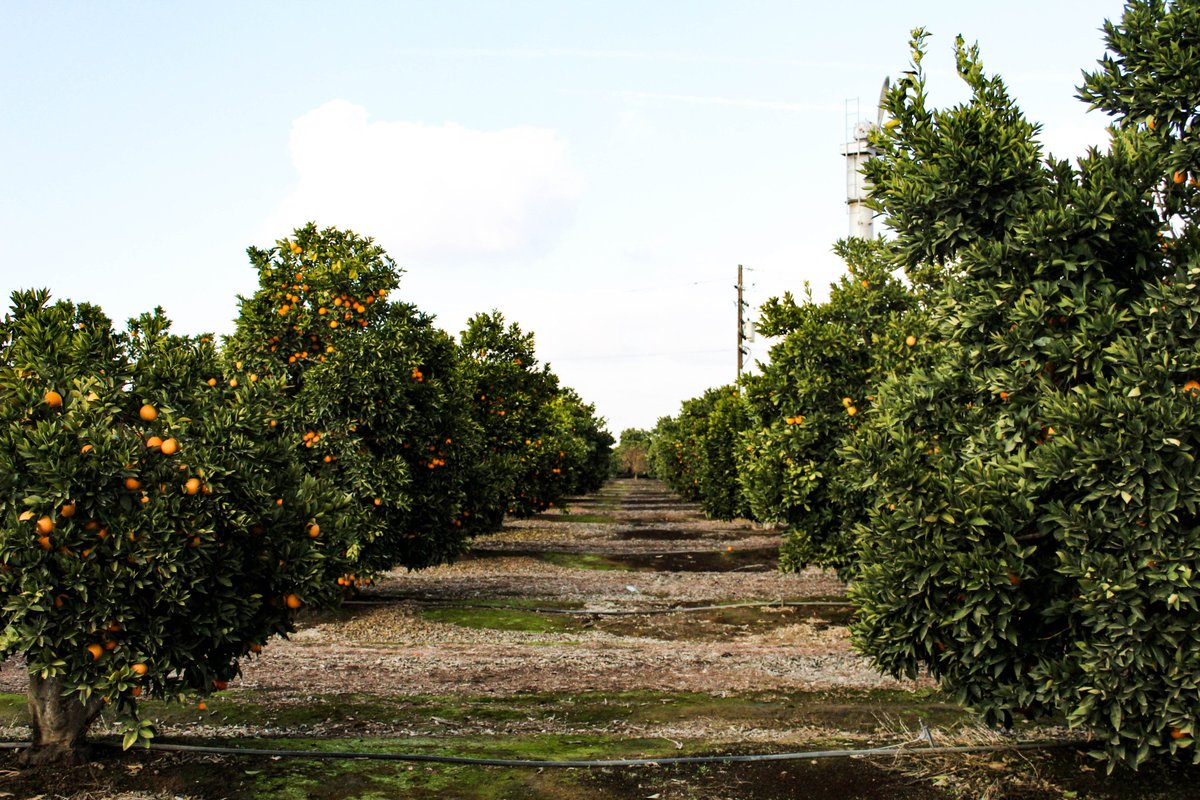 BeeSweetCitrus's tweet photo. Did you know that there are 324,360 acres dedicated to citrus in California?! That's right! According to @CaCitrusMutual, those acres produced 257,830 tons of citrus in 2017. Learn more by clicking on the link below! 🍊

#EatMoreCitrus
https://t.co/RrNVJlkQKI https://t.co/Z3OJCeonNe