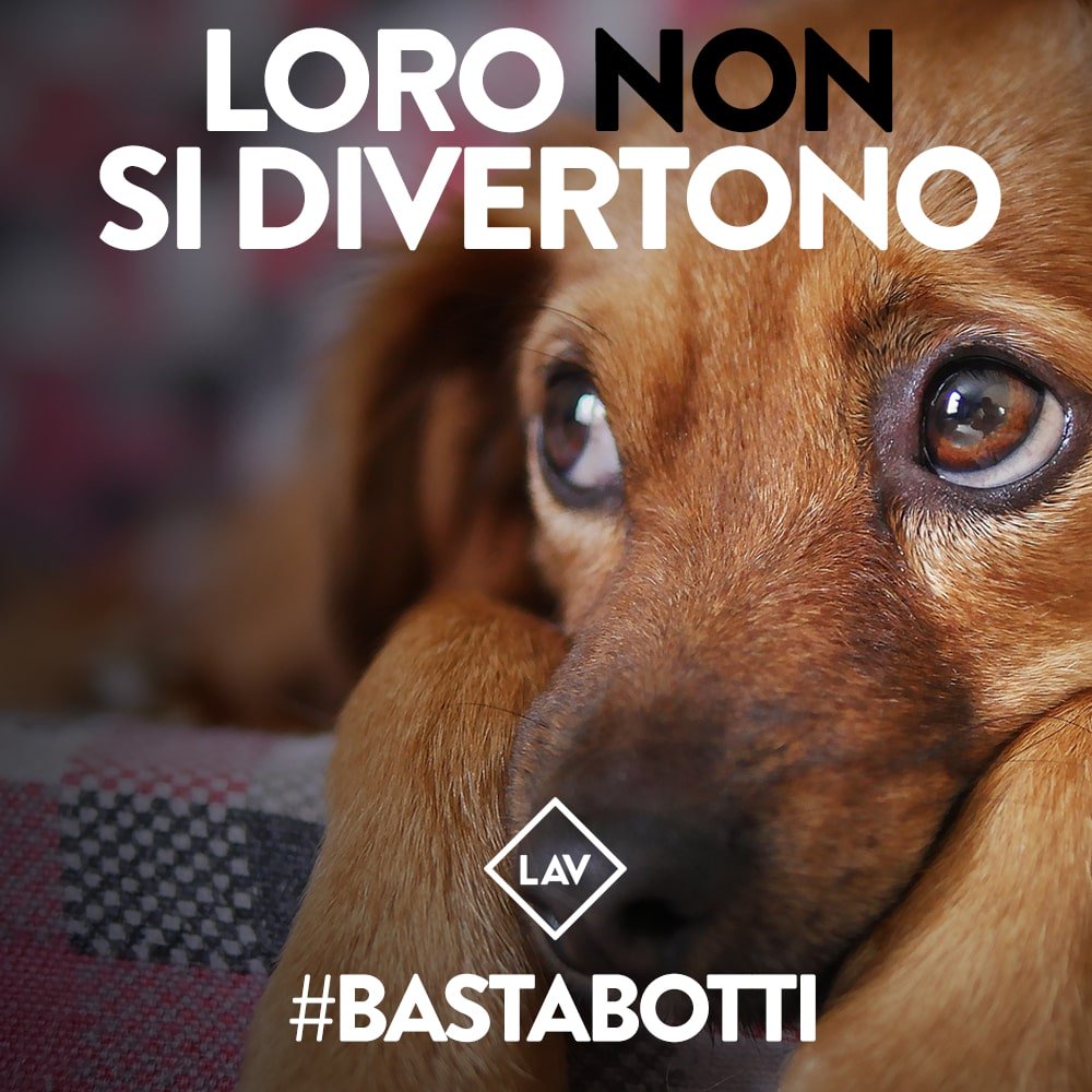LAV_Italia's tweet photo. Ogni anno le festività si trasformano in potenziale tragedia: fuochi d'artificio e petardi gettano nel panico cani, gatti, uccelli e selvatici e possono risultare letali, per persone e animali.
Unisciti al nostro appello: #BASTABOTTI! Per gli animali e per tutti 🐱🐦🐶🦌🙂 https://t.co/ke0HVmVzyW