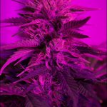 Image for the Tweet beginning: #DURGAMATA #CANNABIS #SEEDS
Mother Goddess… #DurgaMata,