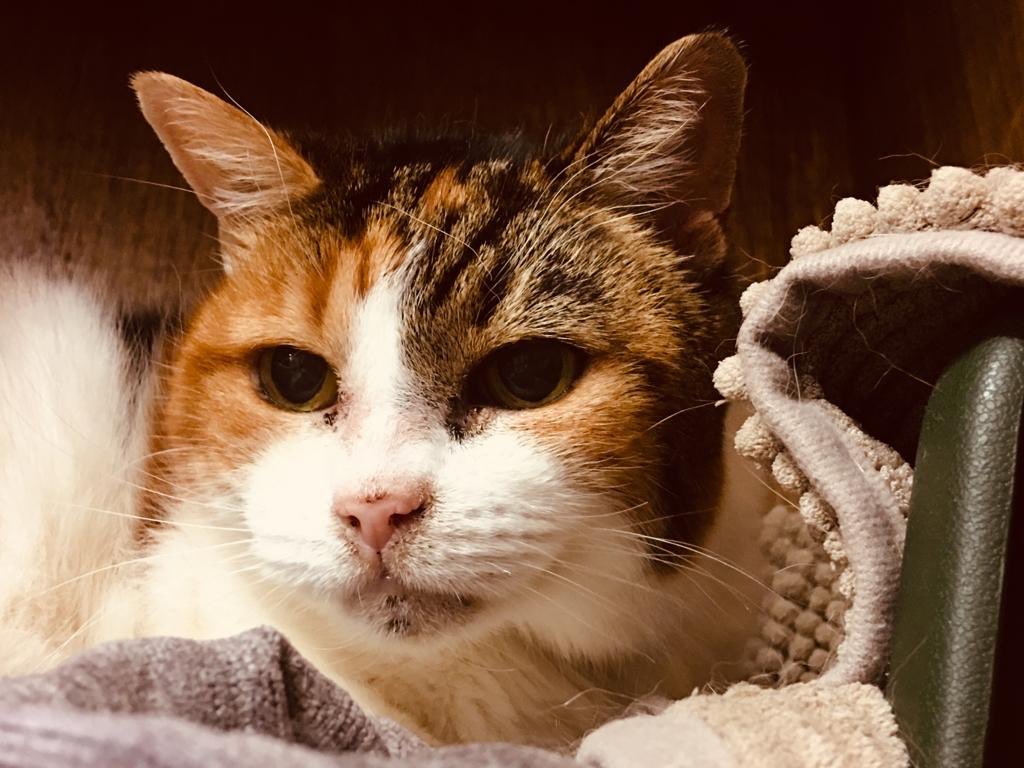 Cattery121's tweet photo. 🥰 https://t.co/tCAdvVFlub