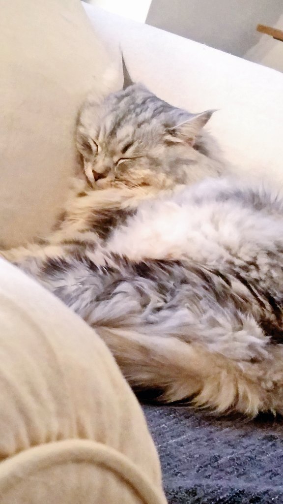Aurorepolaires's tweet photo. Trop de choupitude chez Doudou  #Nikitathecat https://t.co/wdQacYapEo