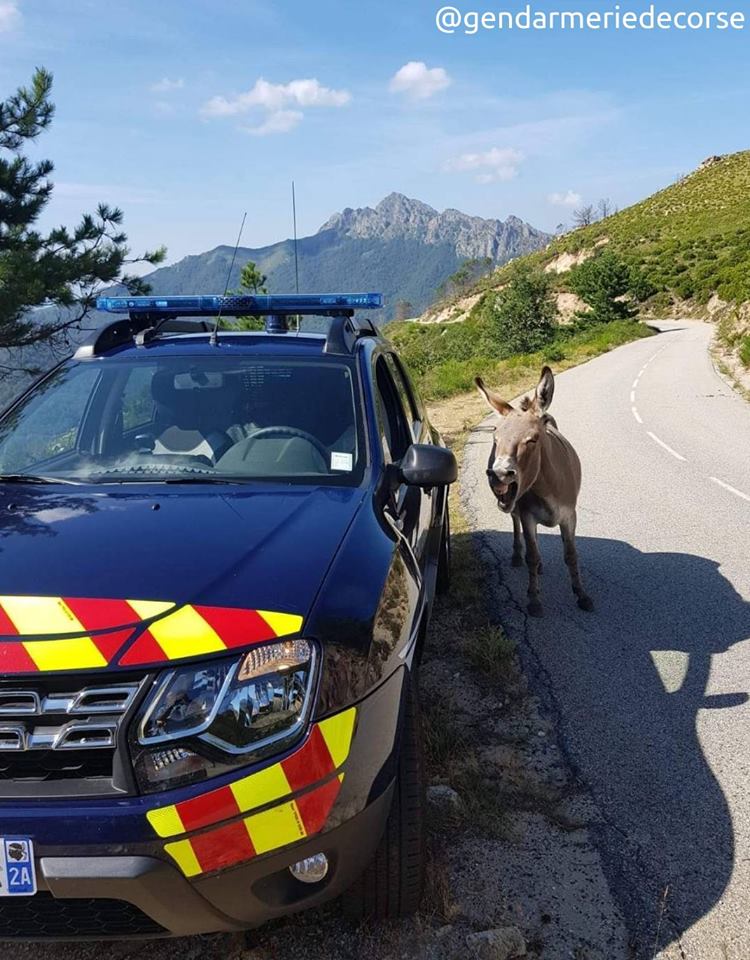 Gendarmerie's tweet photo. #insolite. Croiser des ânes sur la route... çà arrive parfois. Mettre à l'ombre les plus dangereux aussi. Celui là n'était pas en grand excès de vitesse et à même posé sans peur du flash !! 😀📸  https://t.co/fTULU2ASmN https://t.co/q6tl3RggmO