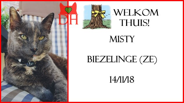 DE_HERENIGING's tweet photo. 🌞 HERENIGD!
KAT MISTY (reflecterend wit bandje)
gest. poes, schildpad
#BIEZELINGE #ZE Waardekensstraat
#DHver 14/11/18 https://t.co/CbfSeu9xqi https://t.co/pxsV3XR7wv