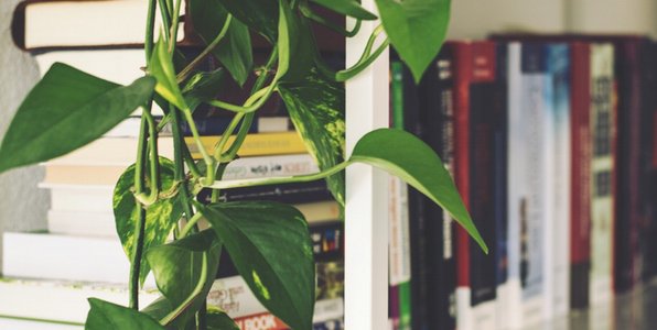 The Case For Mixing Plants and Business - bobjenson.com/blog/case-for-…