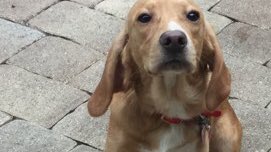 BeagleRescue's tweet photo. You’ll love Wheezer and Floppers! And they will love you right back! These gorgeous pups are about 1.5 years and they can’t wait to meet their new families! https://t.co/gVj35hHv0P https://t.co/L1tzx1Ytkc