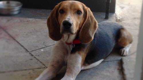 BeagleRescue's tweet photo. You’ll love Wheezer and Floppers! And they will love you right back! These gorgeous pups are about 1.5 years and they can’t wait to meet their new families! https://t.co/gVj35hHv0P https://t.co/L1tzx1Ytkc