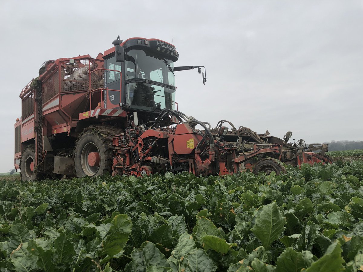 harryjamesmitch's tweet photo. The #sugarbeet at Hall Farm #Repps #Norfolk is being lifted for us by Jonathan Roper today using the #Holmer #T3 before heading to @BritishSugar #Cantley #factory #BackBritishSugar @kenward_paul @mhssly @norfolkvillein @sambomitch https://t.co/knU0QMZwt3