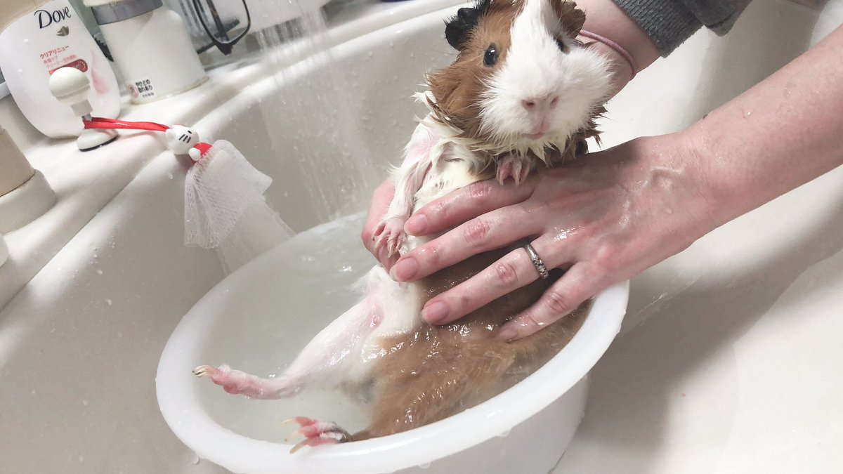 moru_RATE's tweet photo. なに写真とってんの？？🐹

浸かってるねんけど？？🤔 https://t.co/6866UFN6BM
