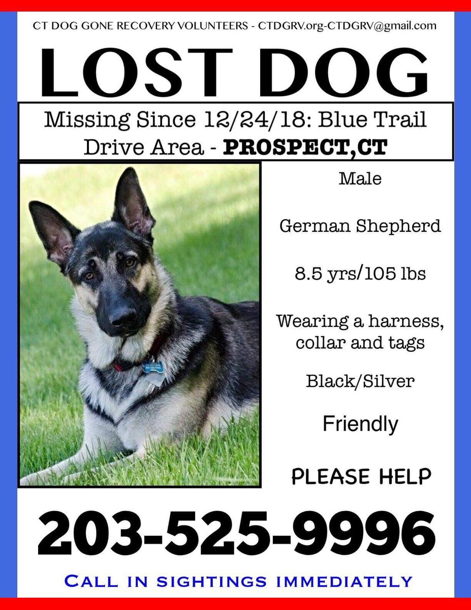 NicoleNalepaTV's tweet photo. #MISSINGDOG: This handsome guys is missing from his home in #PROPSECT... I'm told he’s a friendly, large #GermanShepherd wearing a harness, collar, & tags. His family is devastated. If you see think you've seen him, please call the number on the flyer ASAP! #lostandpound #WFSB https://t.co/Ejj8YA33F6