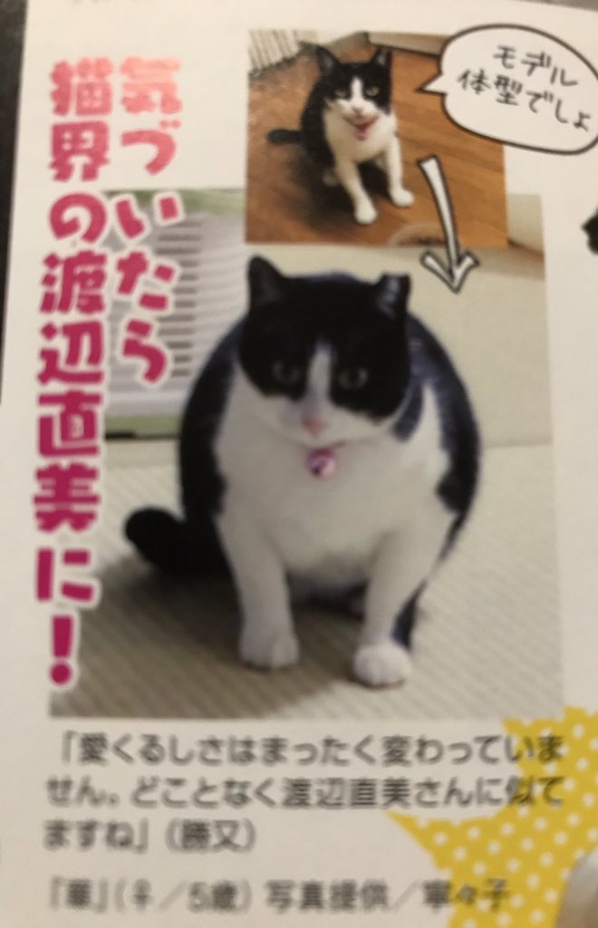 X5Uxxb's tweet photo. 週ニャン大衆の方に猫界の渡辺直美と表現されたので明日からは「ニャオ美」と改名したく存じます！
ウソです、華やかな華ちゃんです。🤣🤣🤣🤣🤣🤣🤣
本日も沢山の♥️やRT、コメントを有難うございました。皆様に感謝❣️感謝❣️感謝❣️でございます。😊👍✨🍀💕
おやすみなさいませ。😴💤
#パクツイ禁止 https://t.co/aqA0WvHZo1