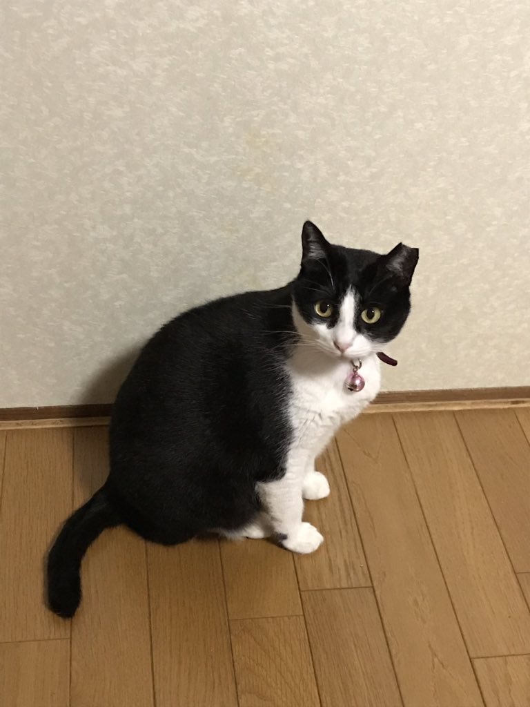 X5Uxxb's tweet photo. 週ニャン大衆の方に猫界の渡辺直美と表現されたので明日からは「ニャオ美」と改名したく存じます！
ウソです、華やかな華ちゃんです。🤣🤣🤣🤣🤣🤣🤣
本日も沢山の♥️やRT、コメントを有難うございました。皆様に感謝❣️感謝❣️感謝❣️でございます。😊👍✨🍀💕
おやすみなさいませ。😴💤
#パクツイ禁止 https://t.co/aqA0WvHZo1