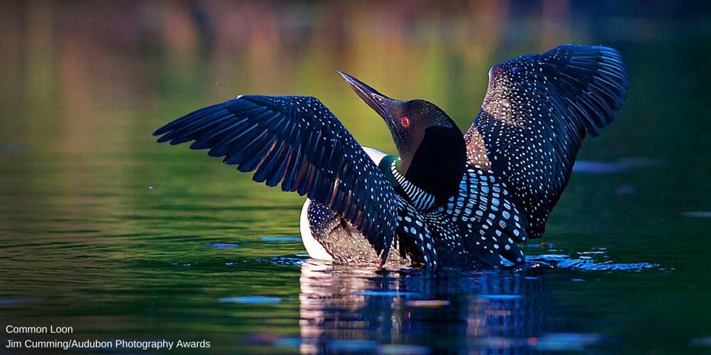 AudubonMidAtl's tweet photo. Are you a bird expert, or are you just flapping your wings? It's time to put your talents to the test, and see just how much you really know about our feathered friends. https://t.co/Hu0NTCmQli https://t.co/m6ZMWpyBcZ