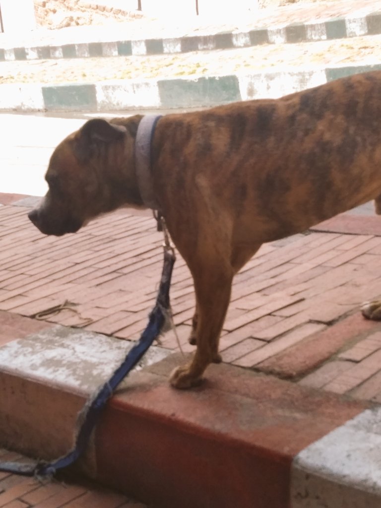 Heidy47904975's tweet photo. @TEPANIMAL necesito tu ayuda, por favor recibe a este lindo perrito, ya no lo pueden tener, está siempre encerrado https://t.co/hfrIyeEi26