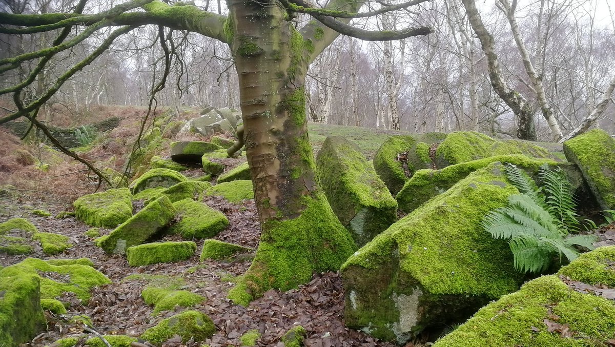interestpeaked's tweet photo. Nice place if you like moss #millstoneedge #longshawestate #heathersage #derbyshire #peakdistrict https://t.co/dQGINeQ9Vh