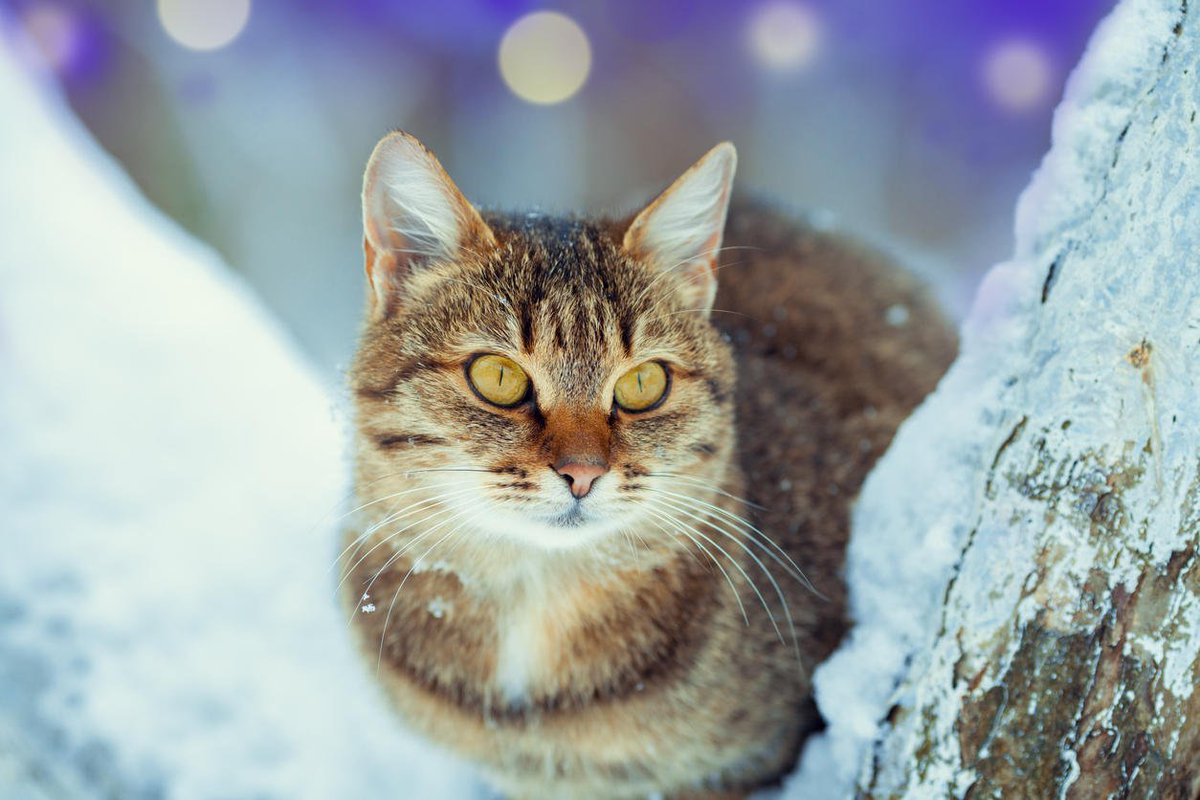 PetsatHome's tweet image. If you're wondering how to care for your cat in winter, we've got 10 tips you need to know 🐾 fal.cn/rPon
 #Cats #ColdWeather