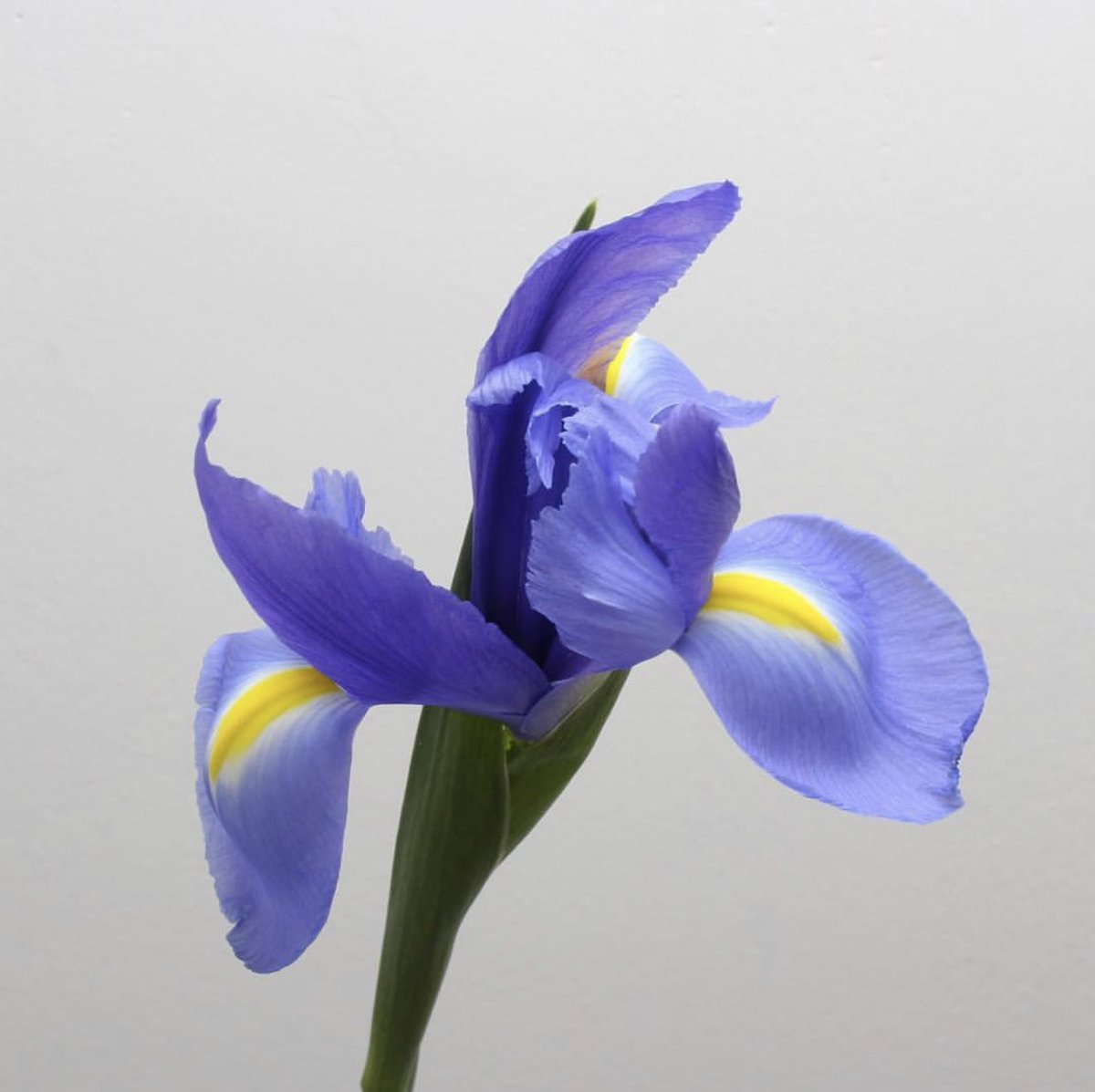 floratimelapse's tweet photo. Throwback to my timelapse to my spectacular Iris time lapse. Truly a surprise ending, I was not expecting it. Find this video and many others on my YouTube channel: Floratimelapse  #timelapse #tbt #irisflower #iris #photography #timelapsephotography #nature #satisfying #soothing https://t.co/ah7xa78TJj