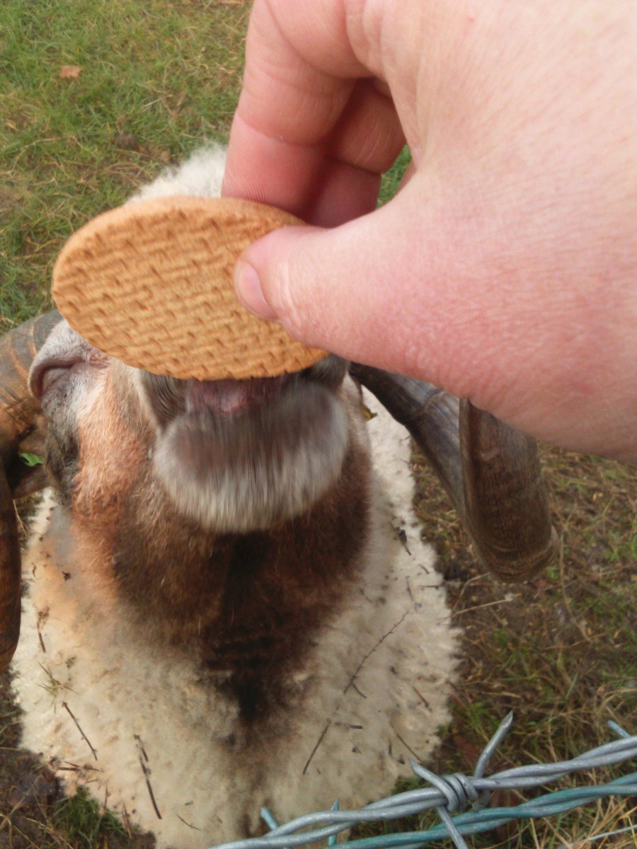 Northants Guild of Spinners, Weavers and Dyers tweet media