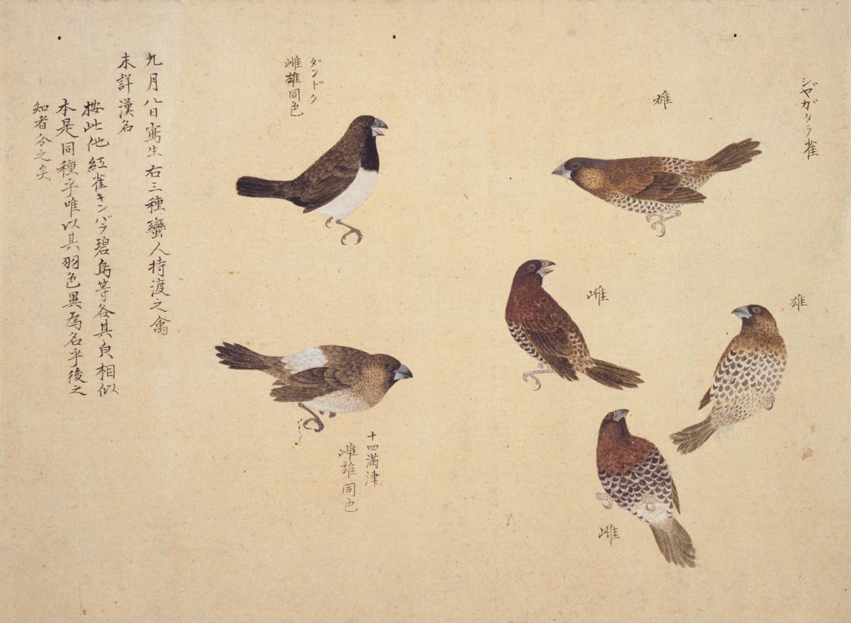 最も人気のある 紅雀 鳥 価格 紅雀 鳥 価格 Mbaheblogjpl4xy 最も人気のある 紅雀 鳥 価格 紅雀 鳥 価格 Mbaheblogjpl4xy