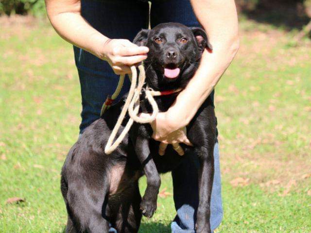 fattoriaditobia's tweet photo. I nani di Fattoria #JUTTE
2 anni, taglia piccola
🐾info, foto
🌐 https://t.co/51NC330wvT
Canile Rifugio con Funzione Pubblica (Legge 281/91) – Certificazione ISO9001
🔝1° Canile in APP https://t.co/8LzPczDFzJ